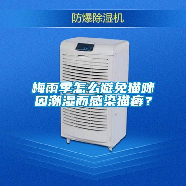 梅雨季怎么避免猫咪因潮湿而感染猫癣?