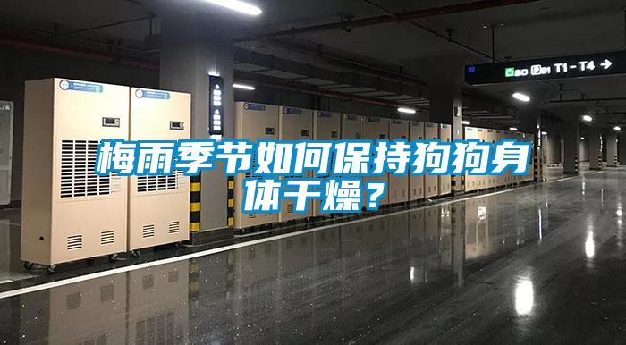 梅雨季节如何保持狗狗身体干燥？