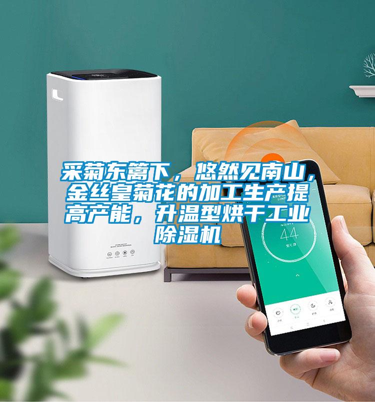 采菊东篱下，悠然见南山，金丝皇菊花的加工生产提高产能，升温型烘干星空娱乐彩票是什么网站