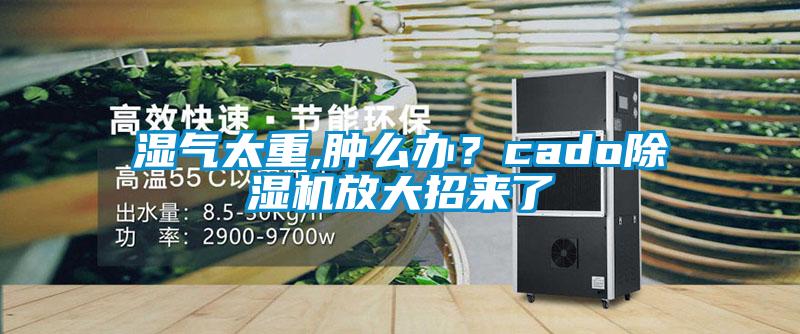 湿气太重,肿么办？cado除湿机放大招来了