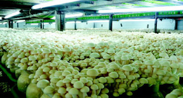 食用菌菌类种植环境加湿控制星空app6下载1