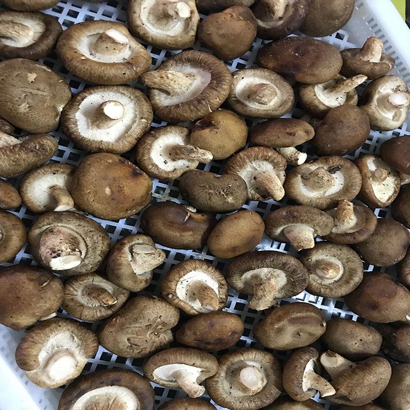 湖北省京山县的菇农代表选用我们xk星空体育官网食用菌烘干机模块即香菇烘干机